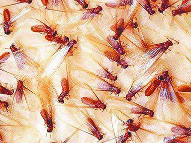 石排白蚁预防中心什么是飞蚁？怎么灭治飞蚁