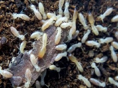南城白蚁预防站家里有白蚁危害导致屋檐坍塌