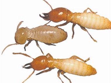 沙田白蚁防治中心防治白蚁主要有两个方面