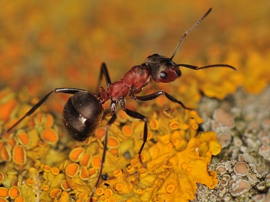 长安虫害防治——如何消灭红火蚁危害