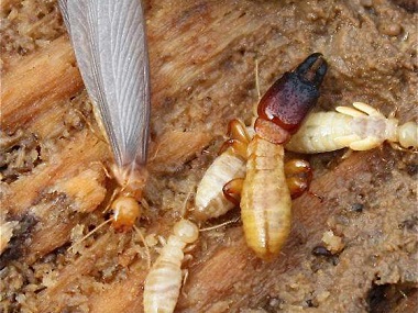 沙田验收白蚁中心白蚁的危害，以及白蚁防治方法介绍