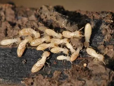 大朗灭治白蚁公司发现白蚁应该怎样灭白蚁