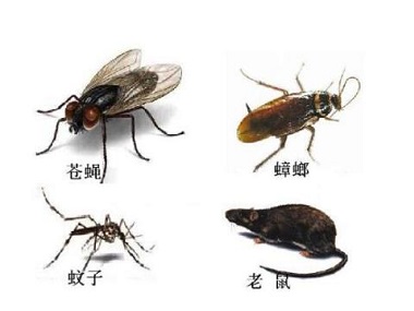 虎门除四害公司驱赶蟑螂、蚊子的方法有哪些