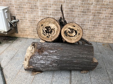 沙田专业治白蚁公司白蚁除了吃木头还吃什么？