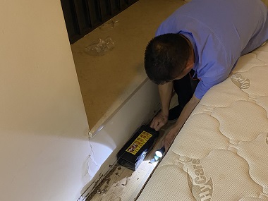 横沥验收白蚁中心发现白蚁，该怎样处置？