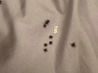 东莞除四害公司 科学防治三步彻底除臭虫