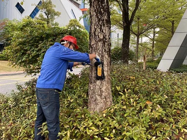 虎门白蚁备案中心白蚁对香樟的危害及防治