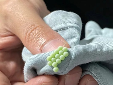 虎门病媒生物消杀公司臭虫是如何进入室内的？