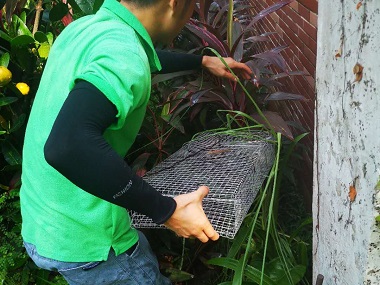 沙田控制有害生物机构毒蛇与无毒蛇的区别