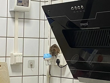 万江四害消杀机构怎么做可以把老鼠赶走