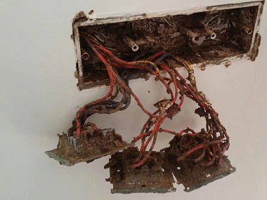 清溪灭治白蚁公司白蚁防治定期检查+反复消杀才是关键！