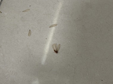 长安白蚁防治机构白蚁分飞期高发，分步预防杜绝家居隐患